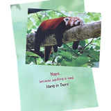 Get Well & Encouragement Cards